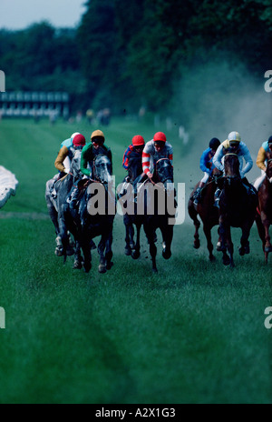 Pferderennen auf Rasen. Stockfoto