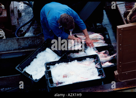 Fischerei-Industrie. Mann Verpackung frisch gefangenen Fisch in Eis. Stockfoto