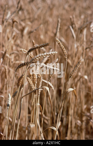 Die Landwirtschaft. Reife Ernte. Nahaufnahme von Weizen. New South Wales. Australien. Stockfoto