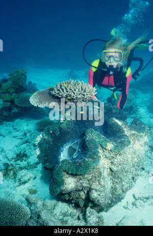 Australien. Queensland. Great Barrier Reef. Weibliche Taucher unter Wasser mit Riesenmuschel. Stockfoto