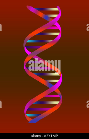 Doppelhelix der Desoxyribonukleinsäure (DNA).   Wissenschaftliche Illustration. Stockfoto