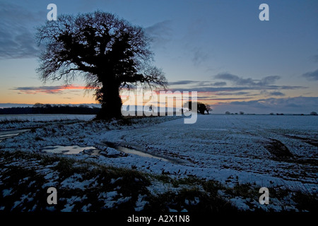 Eiche, Quercus robur in Light Snow Southrepps Norfolk UK Stockfoto