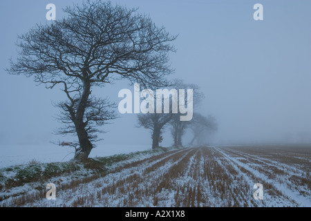 Winter Eichen in Leichter Schnee Southrepps Norfolk UK Stockfoto