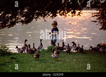 Junge füttern die Enten am Ufer. Stockfoto