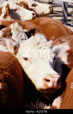 In der Nähe von Hereford Rinder, Ochsen, die in dem Markt Stifte. Australien. Stockfoto