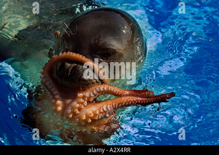 Mittelmeer-Mönchsrobbe, Monachus Monachus, mit einer Krake Fang, Foca Izmir Türkei. Stockfoto