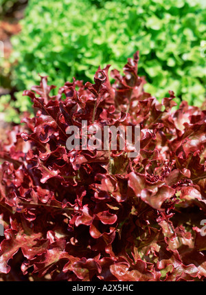 Gemüse. Salatsorten. Stockfoto