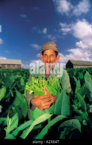 Tabak-Ernte in Vinales Tal, Pinar del Rio, Kuba. Stockfoto