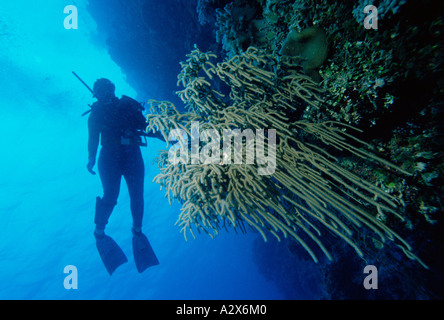 Australien. Queensland. Great Barrier Ref. Taucher unter Wasser. Stockfoto