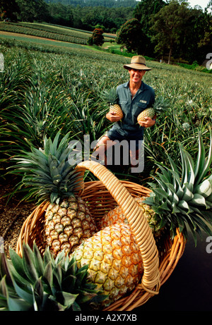 Australien. Queensland.  Landwirtschaft. Mann mit reifer Ananas auf Ananas-Plantage Stockfoto