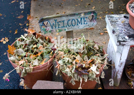 Willkommensschild lädt stecken in einem Topf mit Frost etwas Pflanzen. Downers Grove, Illinois USA Stockfoto