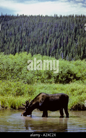 Ein männlicher Elch, trinken aus einem kleinen Fluss im Yellowstone National Park, USA. Stockfoto