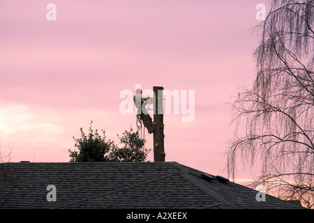 Mann mit Kettensäge und Sicherheitsausrüstung, hohen Baum Seattle WA Stockfoto