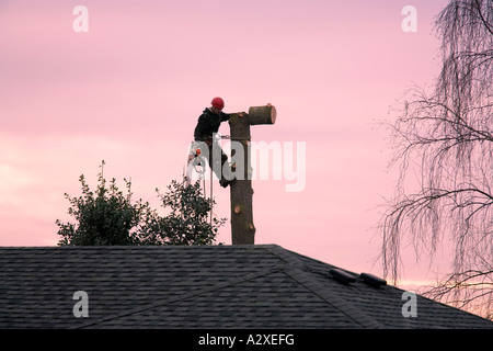 Mann mit Kettensäge und Sicherheitsausrüstung, hohen Baum Seattle WA Stockfoto