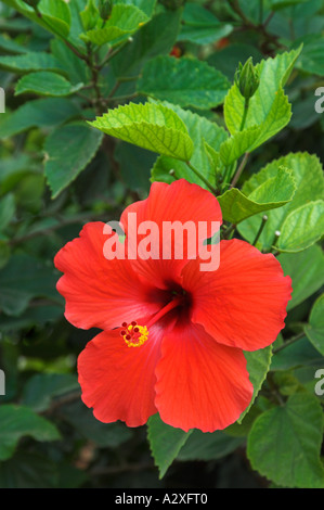 Nahaufnahme von roten Hibiskusblüte in St. Barnabas Church in Zypern Stockfoto