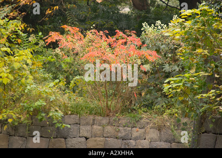 Tokyo Japan Hamarikyu Garten nahe dem Sumida-Fluss roten Baum zeigt Farbe Herbstfarbe Stockfoto