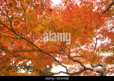 Tokyo Japan Hamarikyu Garten in der Nähe der Sumida Fluss Acer Baum in rot Herbst Herbst Farbe Farbe Stockfoto