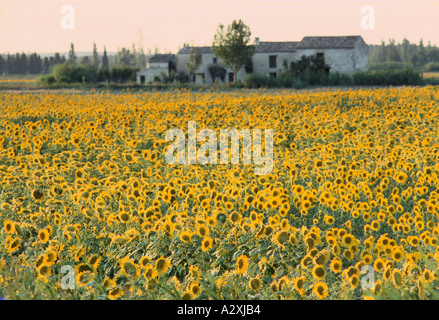 Sonnenblumenfelder in Arles Provence Frankreich Stockfoto