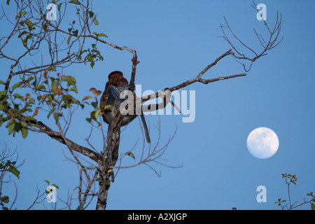 Nasenaffe (Nasalis Larvatus) in Tanjung Puting Nationalpark, Zentral-Kalimantan, Borneo, Indonesien Stockfoto