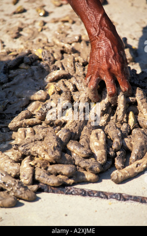 Myanmar Burma Moken Stamm Frau Seezigeuner mischen Seegurken Lampi Insel Megui Inselgruppe Andaman Sea Stockfoto