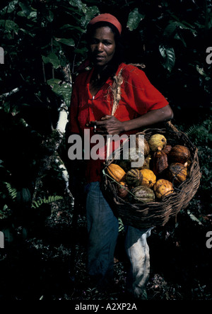 Arbeitnehmerin Tragetasche Korb mit frisch geschnitten Kakaofrüchte auf einer Plantage in Bahia.  Juli 1991. Stockfoto