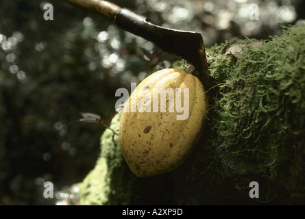 Kakaofrüchte hängen an den Ästen einer Kakao-Pflanze Kakao-Plantage Bahia Provinz Brasilien Stockfoto