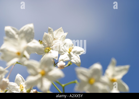 Solanum Jasminoides - The Potato Vine ist eine hohe Kletterpflanze mit eleganten weißen und gelben Blüten Stockfoto