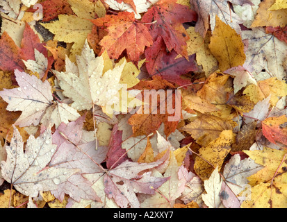 Ahornblätter in Herbstfarben Stockfoto