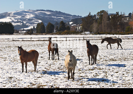 Pferde im Schnee Taieri Plain in der Nähe von Dunedin Neuseeland Südinsel Stockfoto