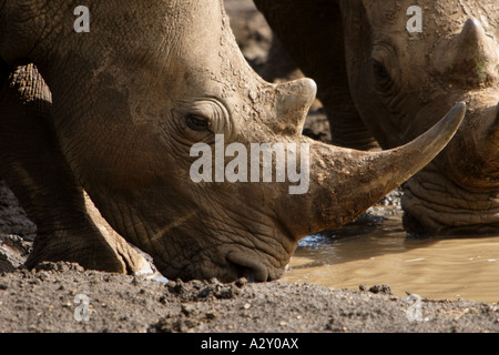 Paar der Nashörner trinken in einem kleinen Pool - im Hluhluwe game Park in Südafrika getroffen. Stockfoto