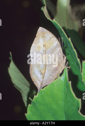 Kallima Inachos tropischer Schmetterling Stockfoto