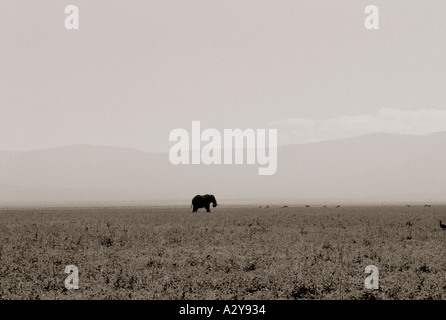 World Traveller. Einsamer Elefant Tierwelt in der Ngorongoro Crater in Tansania in Sub-Sahara-Afrika. Unerschrockene Abenteuer Naturreisen Stockfoto