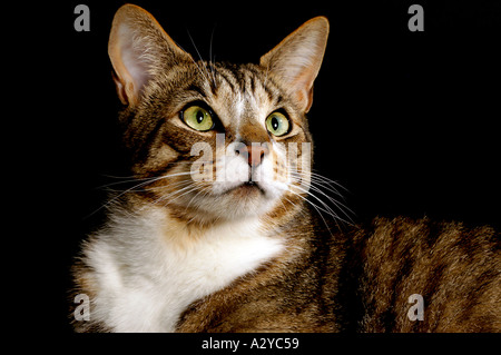 Tabby Katze mit weißen Markierungen für Gesicht und Dekolleté Stockfoto