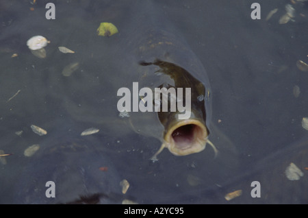 Koi-Karpfen im See bei Tenryu-Ji Tempel Kyoto-Japan Stockfoto