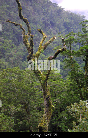 Moos bedeckt toten Baum auf der Straße nach Te Anau, Südinsel Neuseeland Stockfoto