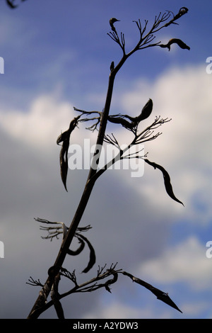 Flachs Hülsen Silhouette gegen ein bewölkter Himmel, botanischen Gärten, Auckland, Neuseeland Nordinsel Stockfoto