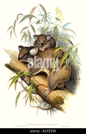 Phascolarctos Cinereus koala Stockfoto