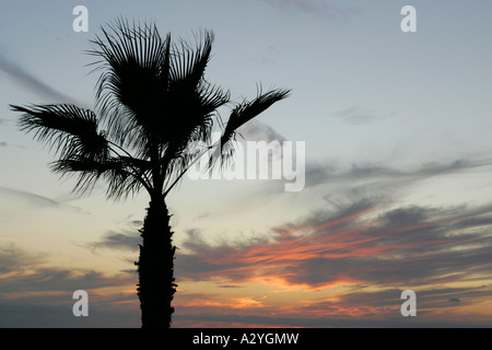Sonnenuntergang und Silhouette Palme am Playa de Las Americas Teneriffa Kanaren Spanien Stockfoto