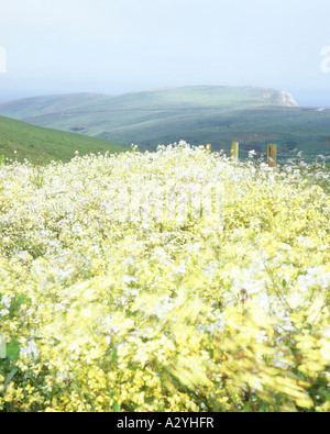 Küsten Wildblumen und fernen Hügel an einem nebligen Nachmittag Stockfoto