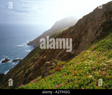 Bluff Salat Klippen und Meer mit Nebel Stockfoto