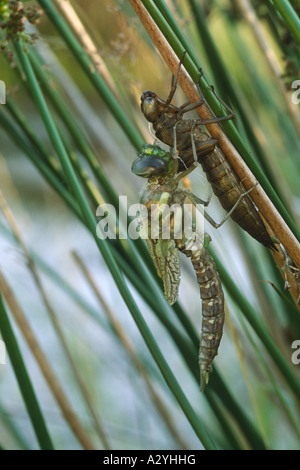 Gemeinsamen Hawker Libelle (Aeshna Juncea) Entstehung Sequenz 8. Der Dragonfly zieht es ist Körper aus der Exuvia und hängt von ihm. Stockfoto