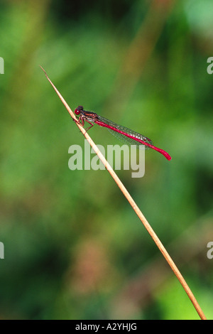 Männliche kleine Red Damselfly (Ceriagrion Tenellum) thront auf einem Ansturm. Ynys Hir RSPB Reserve. Ceredigion, Wales, UK. Stockfoto