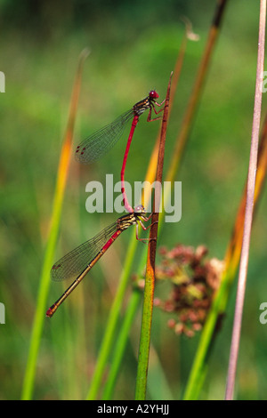 Kleine rote Libellen (Ceriagrion Tenellum) in Tandam Stellung Verpaarung. Ynys Hir RSPB Reserve. Ceredigion, Wales, UK. Stockfoto