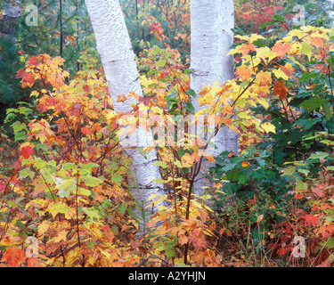 Birke Boles und Herbst Ahorn Bäumchen mit Morgennebel Stockfoto