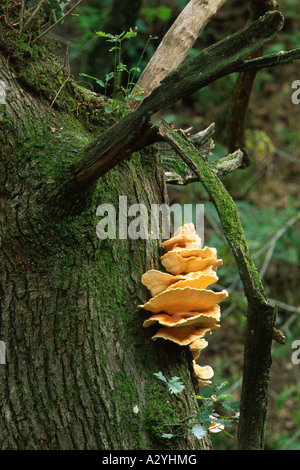 Huhn der Wald Pilze (Laetiporus Sulpureus) wächst aus einer Spaltung der Stamm einer alten Eiche. Stockfoto