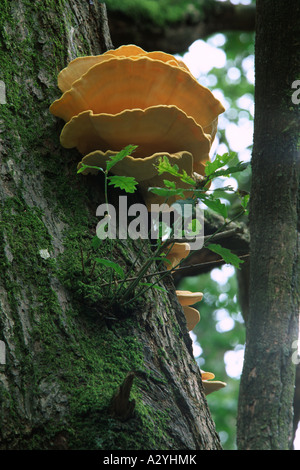 Huhn der Wald Pilze (Laetiporus Sulpureus) wächst aus einer Spaltung der Stamm einer alten Eiche. Stockfoto