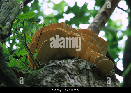 Huhn der Wald Pilze (Laetiporus Sulpureus) wächst aus einer Spaltung der Stamm einer alten Eiche. Stockfoto