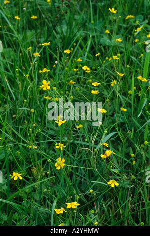 Geringerer Spearwort (Ranunculus Flammula) auf einer feuchten Wiese blühen. Powys, Wales, UK. Stockfoto