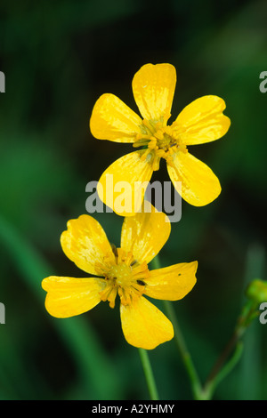 Blumen von geringerem Spearwort (Ranunculus Flammula). Powys, Wales, UK. Stockfoto