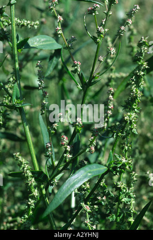 Blumen der Gartenmelde (Atriplex Patula) eine gemeinsame weed Anbau. Powys, Wales, UK. Stockfoto